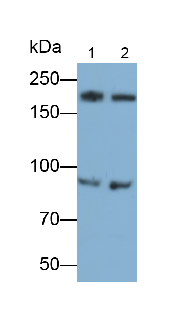 Polyclonal Antibody to Periostin (POSTN)