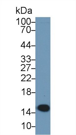 Polyclonal Antibody to Phosphohistidine Phosphatase 1 (PHPT1)