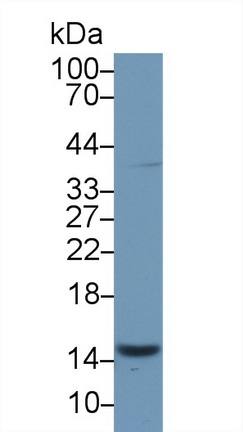 Polyclonal Antibody to Phosphohistidine Phosphatase 1 (PHPT1)