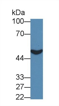 Polyclonal Antibody to Prenylcysteine Oxidase 1 (PCYOX1)