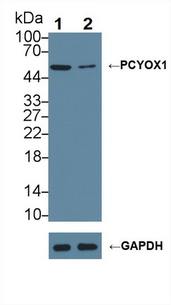 Polyclonal Antibody to Prenylcysteine Oxidase 1 (PCYOX1)