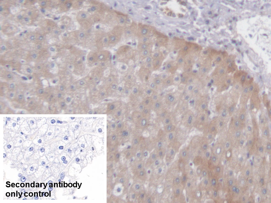 Polyclonal Antibody to Prenylcysteine Oxidase 1 (PCYOX1)