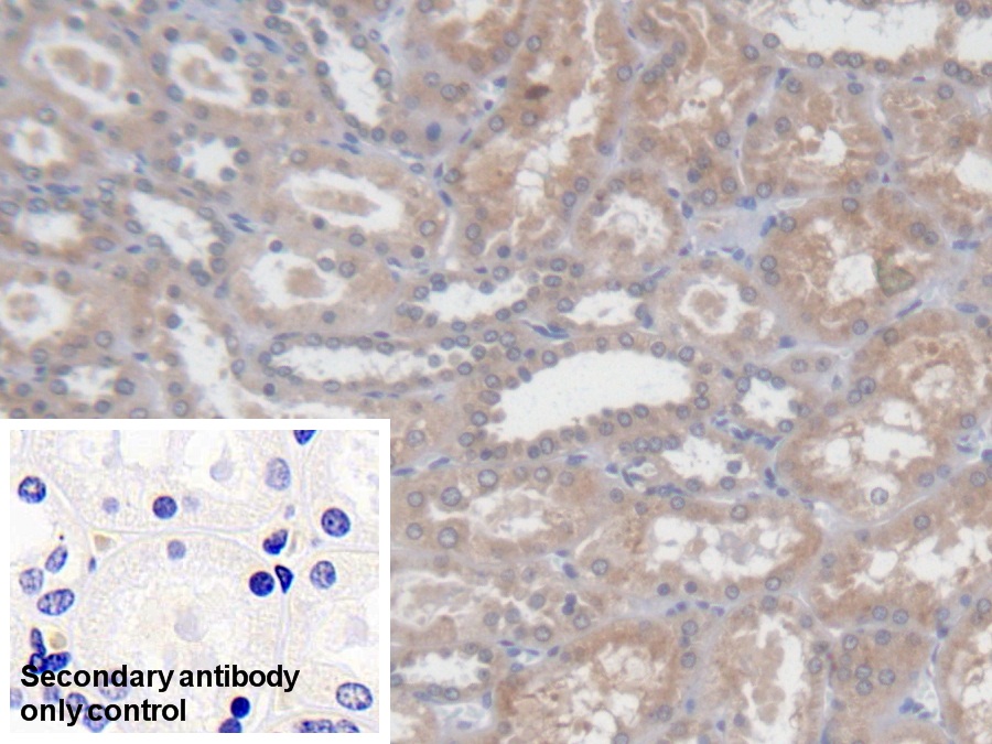 Polyclonal Antibody to Prenylcysteine Oxidase 1 (PCYOX1)