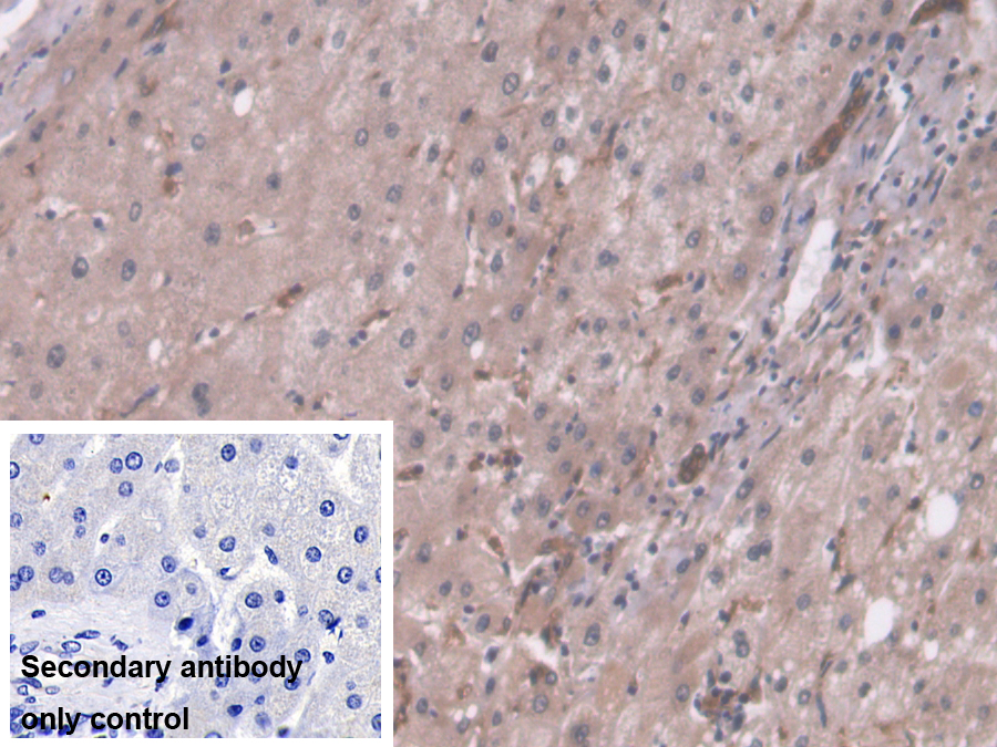 Polyclonal Antibody to Pyruvate Carboxylase (PC)