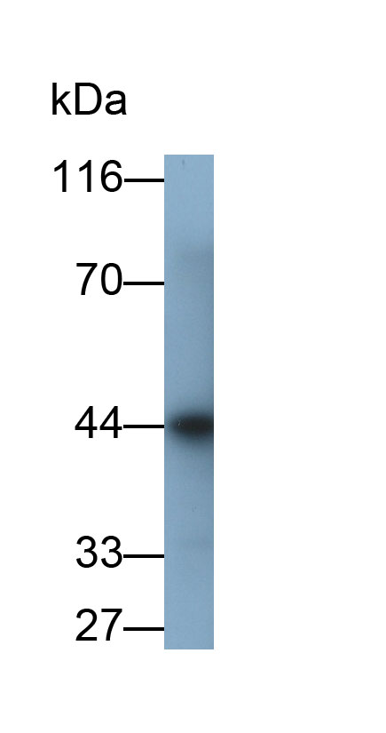 Polyclonal Antibody to Paired Box Gene 5 (PAX5)