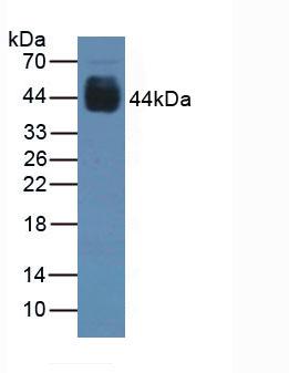 Polyclonal Antibody to Paired Box Gene 6 (PAX6)