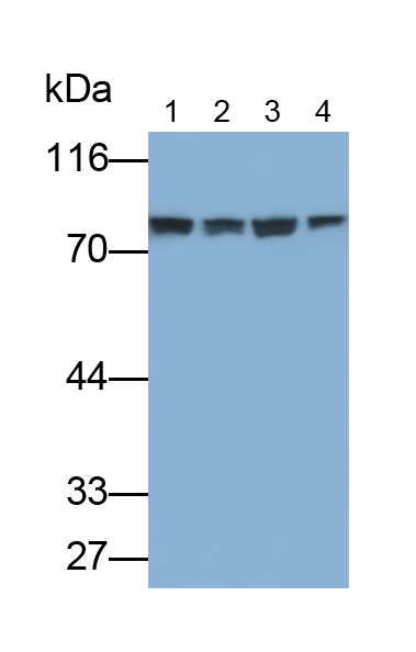 Polyclonal Antibody to p21 Protein Activated Kinase 4 (PAK4)