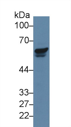 Polyclonal Antibody to p21 Protein Activated Kinase 2 (PAK2)