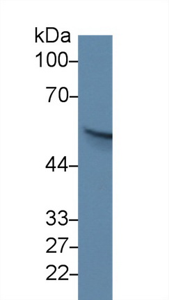 Polyclonal Antibody to p21 Protein Activated Kinase 2 (PAK2)