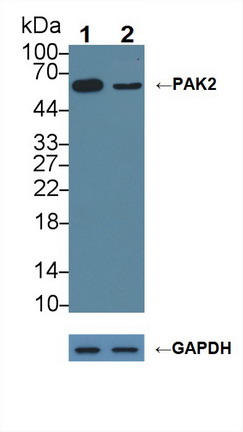 Polyclonal Antibody to p21 Protein Activated Kinase 2 (PAK2)