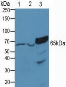 Polyclonal Antibody to p21 Protein Activated Kinase 1 (PAK1)