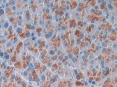 Polyclonal Antibody to Osteocrin (OSTN)