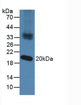 Polyclonal Antibody to Nucleoredoxin (NXN)