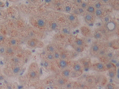 Polyclonal Antibody to Nucleoredoxin (NXN)