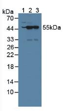 Polyclonal Antibody to Nucleoredoxin (NXN)