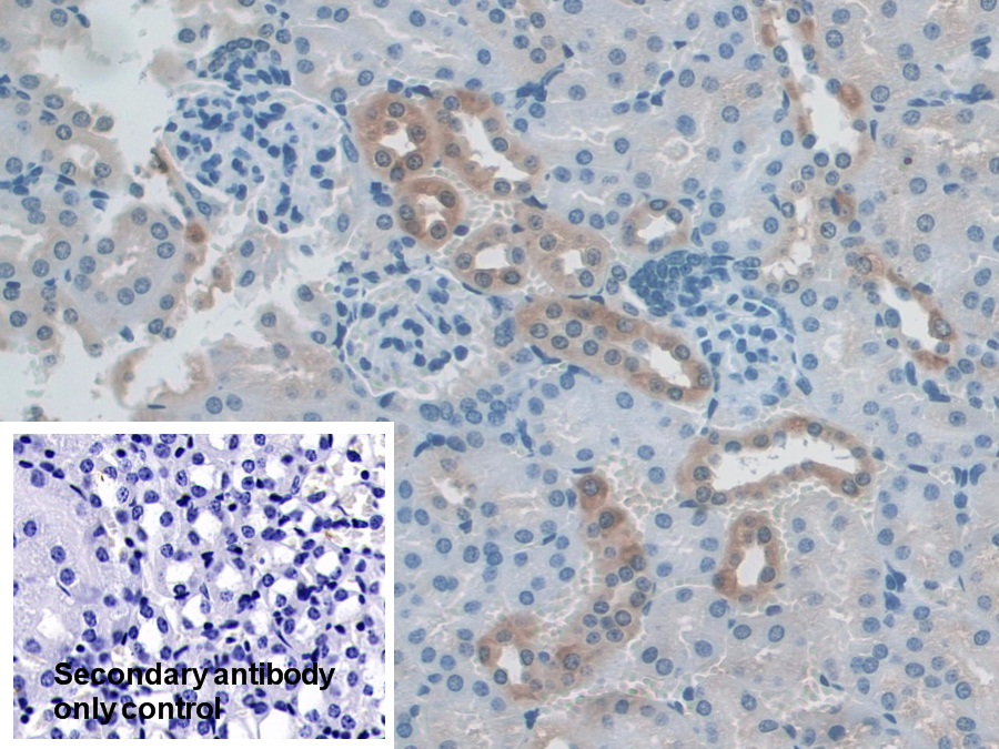 Polyclonal Antibody to Nucleoredoxin (NXN)