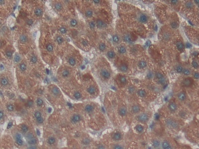 Polyclonal Antibody to Nephronectin (NPNT)