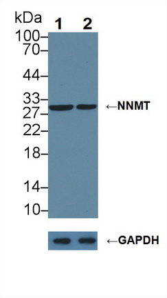 Polyclonal Antibody to Nicotinamide-N-Methyltransferase (NNMT)