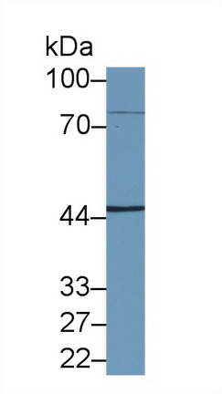 Polyclonal Antibody to NFKB Repressing Factor (NKRF)