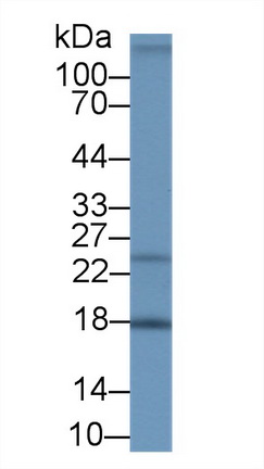 Polyclonal Antibody to Neudesin Neurotrophic Factor (NENF)