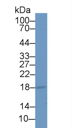 Polyclonal Antibody to Neudesin Neurotrophic Factor (NENF)