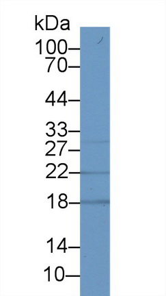 Polyclonal Antibody to Neudesin Neurotrophic Factor (NENF)