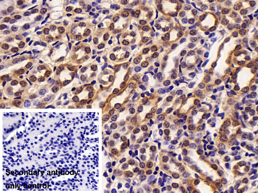 Polyclonal Antibody to Nucleosome Assembly Protein 1 Like Protein 1 (NAP1L1)