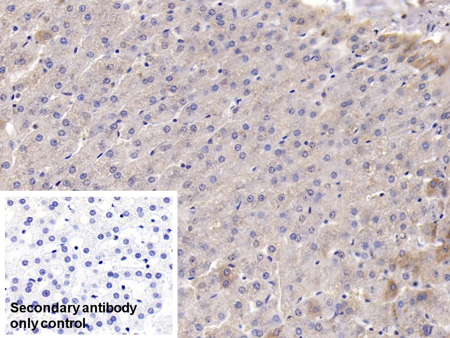 Polyclonal Antibody to Malate Dehydrogenase 2 (MDH2)