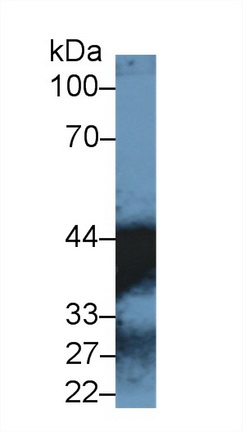 Polyclonal Antibody to Malate Dehydrogenase 1 (MDH1)