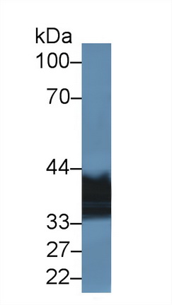 Polyclonal Antibody to Malate Dehydrogenase 1 (MDH1)