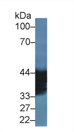 Polyclonal Antibody to Malate Dehydrogenase 1 (MDH1)