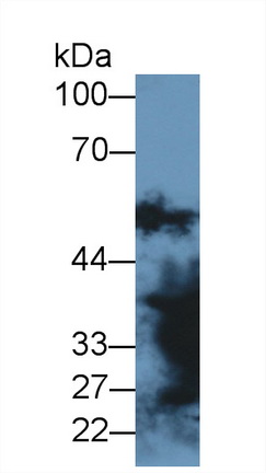 Polyclonal Antibody to Malate Dehydrogenase 1 (MDH1)