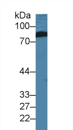 Polyclonal Antibody to Leucine Rich Repeat In FLII Interacting Protein 1 (LRRFIP1)