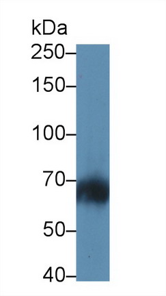 Polyclonal Antibody to Lymphocyte Adaptor Protein (Lnk)