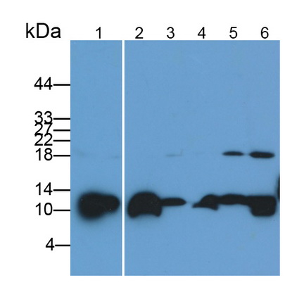 Polyclonal Antibody to Liver Expressed Antimicrobial Peptide 2 (LEAP2)