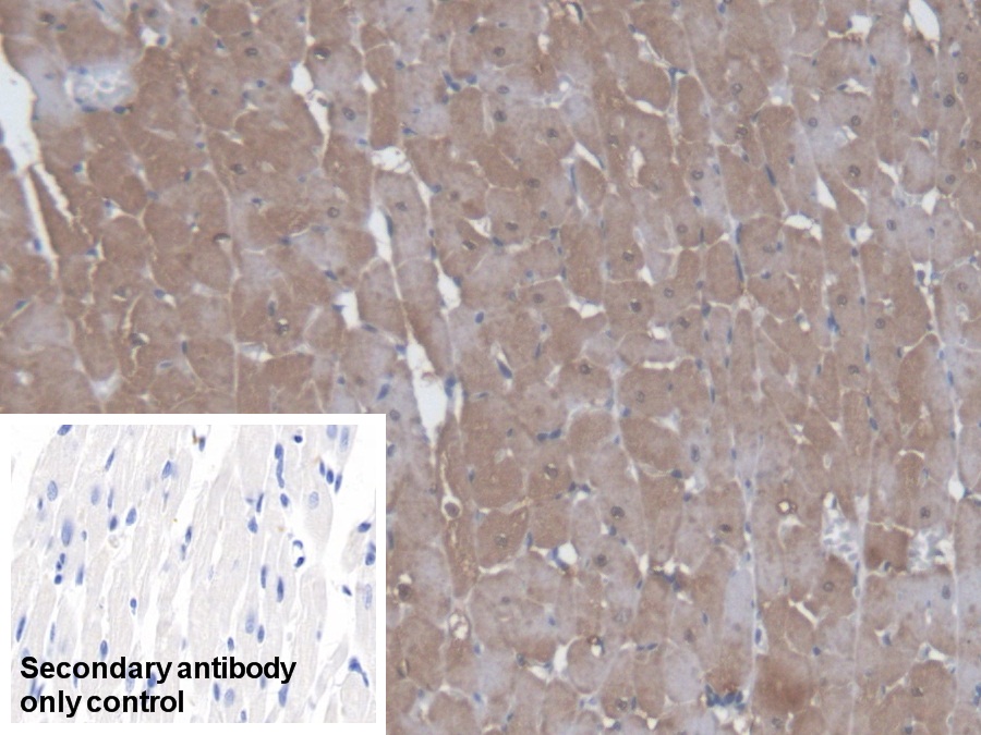 Polyclonal Antibody to Kynurenine-3-Monooxygenase (KMO)