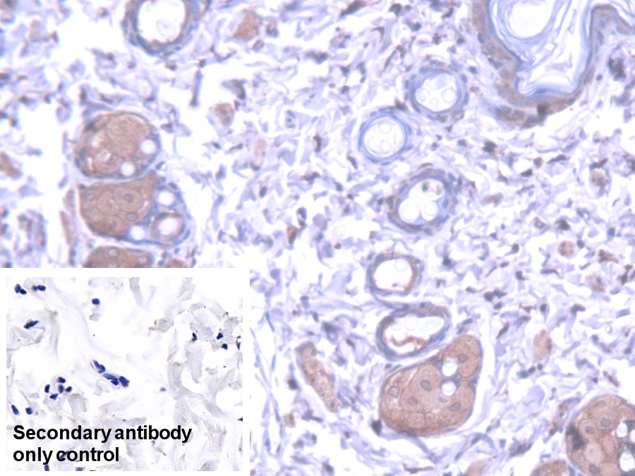 Polyclonal Antibody to Kynurenine-3-Monooxygenase (KMO)