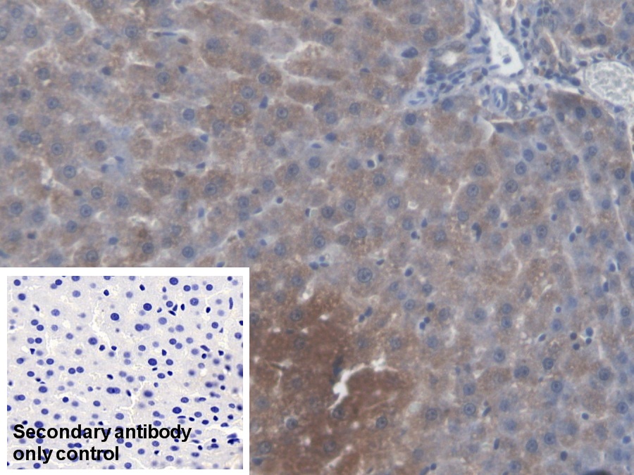 Polyclonal Antibody to Kynurenine-3-Monooxygenase (KMO)