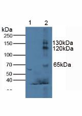 Polyclonal Antibody to Klotho (KL)