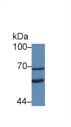 Polyclonal Antibody to Klotho (KL)