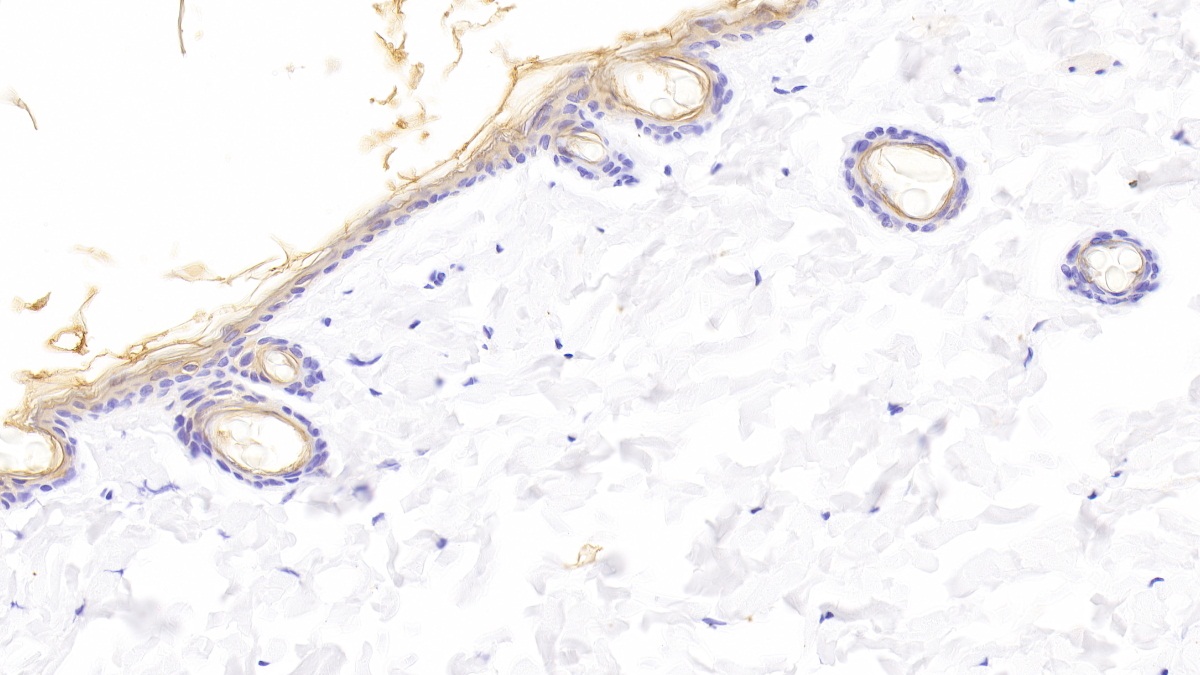 Polyclonal Antibody to Klotho (KL)