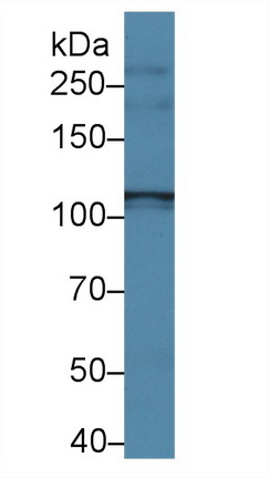 Polyclonal Antibody to Iron Responsive Element Binding Protein 2 (IREB2)