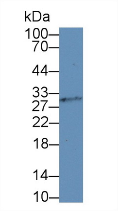 Polyclonal Antibody to Insulin Promoter Factor 1 (IPF)