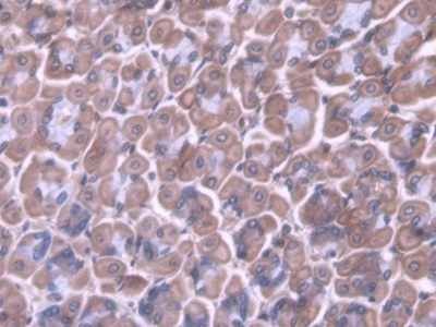 Polyclonal Antibody to Insulin Promoter Factor 1 (IPF)