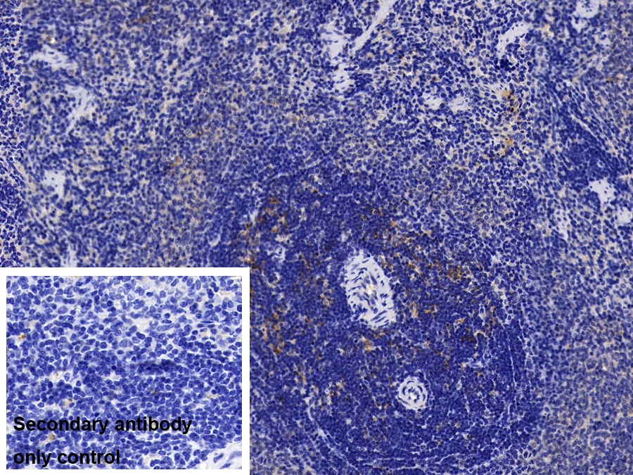 Polyclonal Antibody to Interleukin 1 Receptor Accessory Protein (IL1RAP)