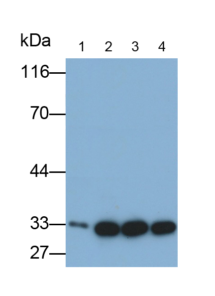 Polyclonal Antibody to Exosome Component 2 (EXOSC2)