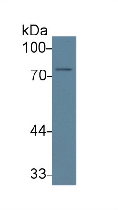 Polyclonal Antibody to Iduronate-2-Sulfatase (IDS)