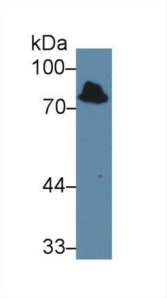 Polyclonal Antibody to Iduronate-2-Sulfatase (IDS)