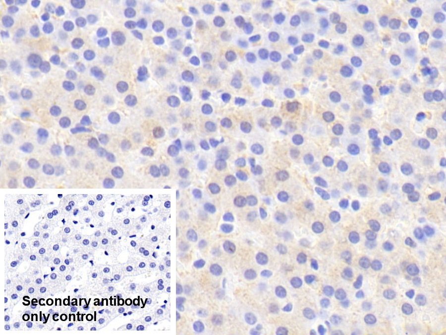 Polyclonal Antibody to Iduronate-2-Sulfatase (IDS)