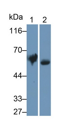 Polyclonal Antibody to Iduronate-2-Sulfatase (IDS)